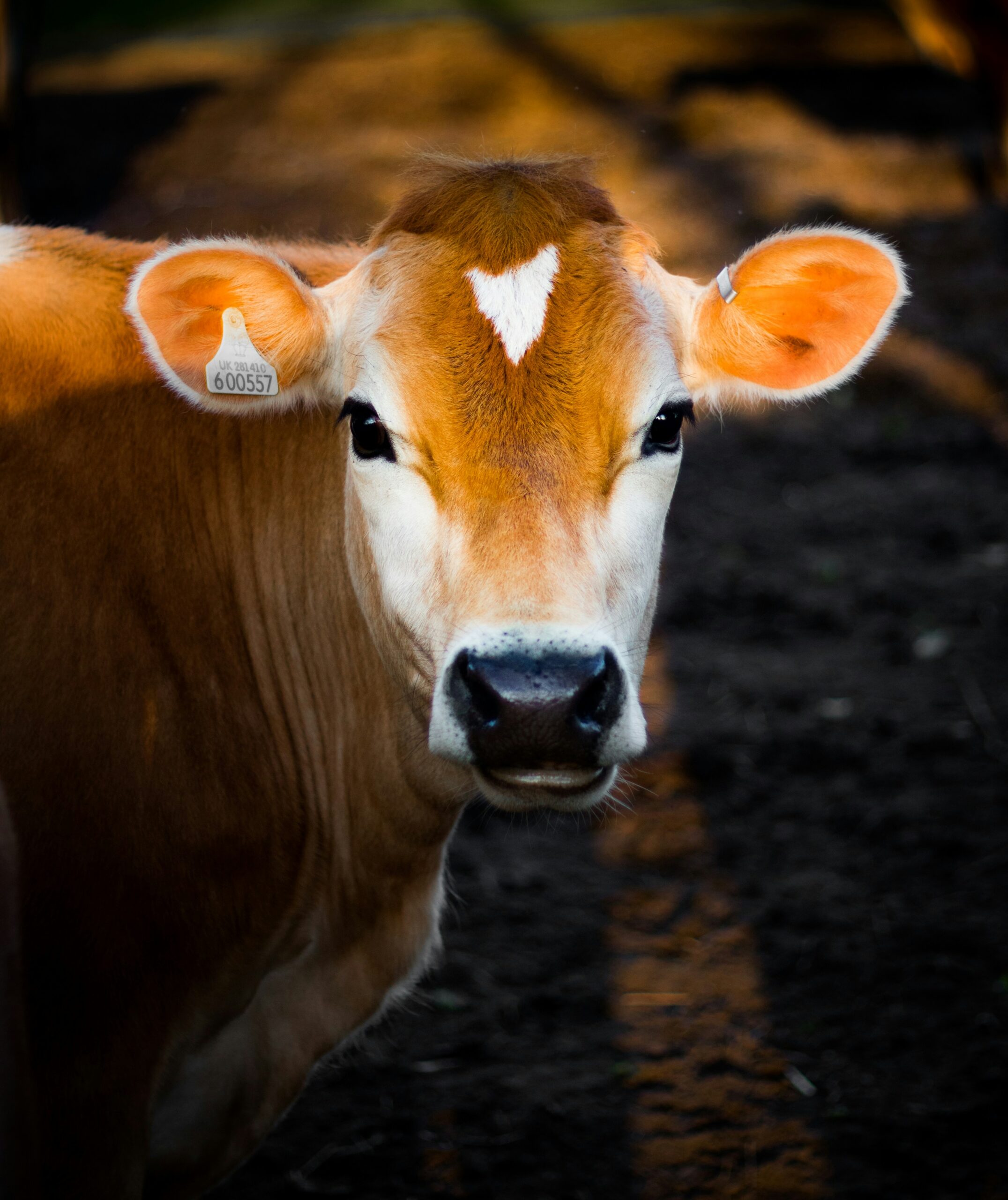 luke-stackpoole-RxHhxWnXmNs-unsplash